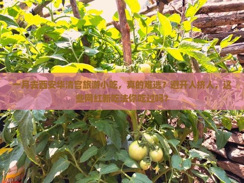 一月去西安华清宫旅游小吃