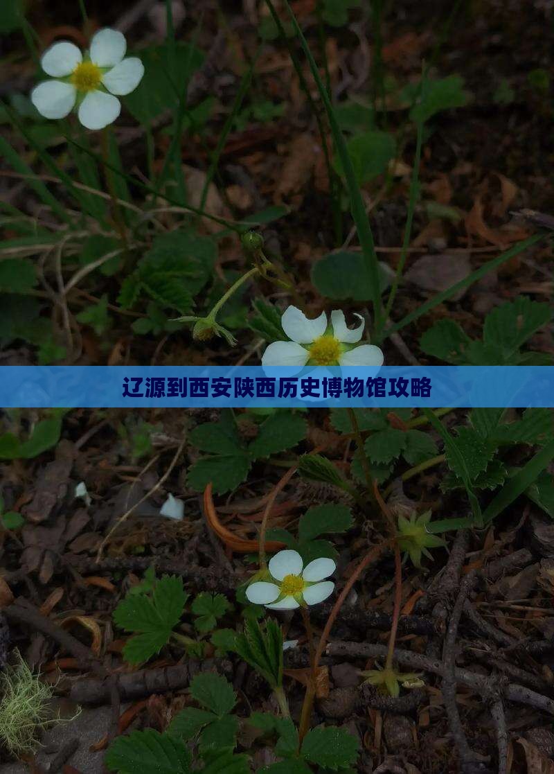 辽源到西安陕西历史博物馆必去地