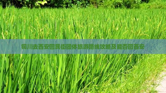 铜川去西安回民街团体旅游