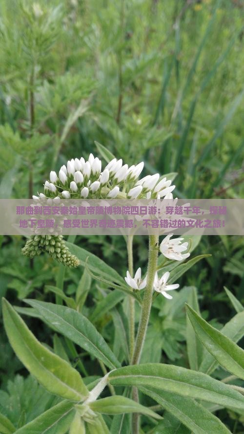那曲到西安秦始皇帝陵博物院四日游