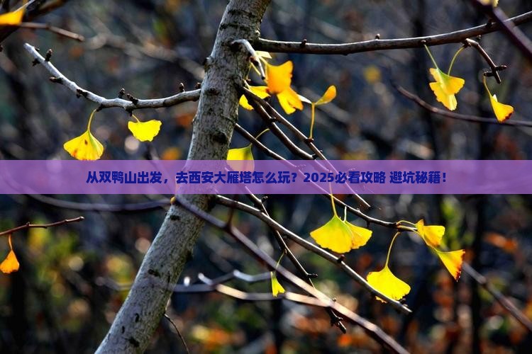 双鸭山去西安大雁塔景点