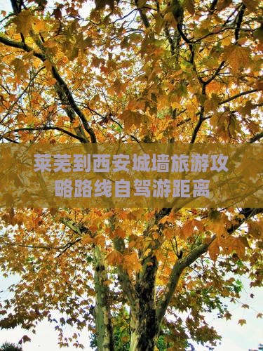 莱芜到西安城墙旅游