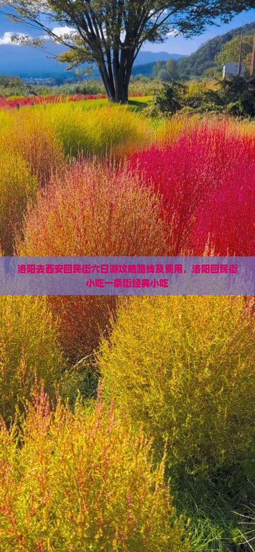 洛阳去西安回民街六日游
