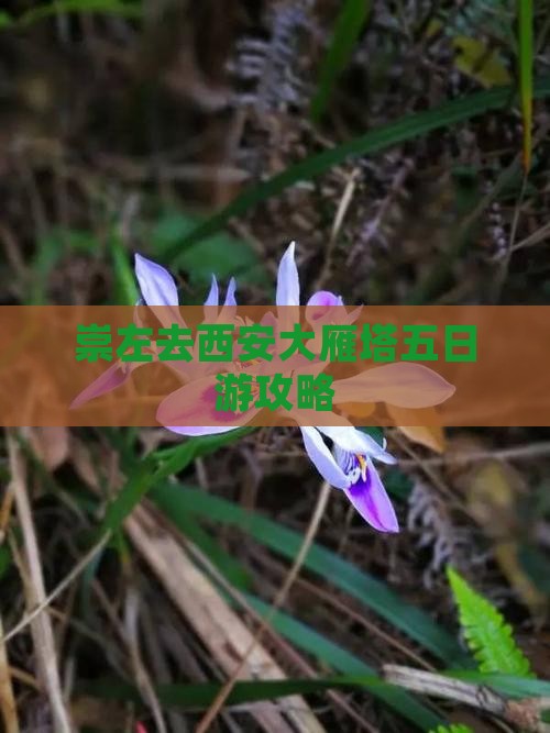 崇左去西安大雁塔五日游