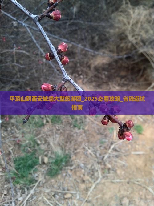 平顶山到西安城墙大型旅游团