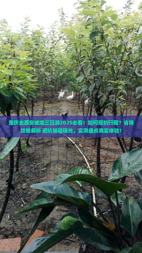 重庆去西安城墙三日游