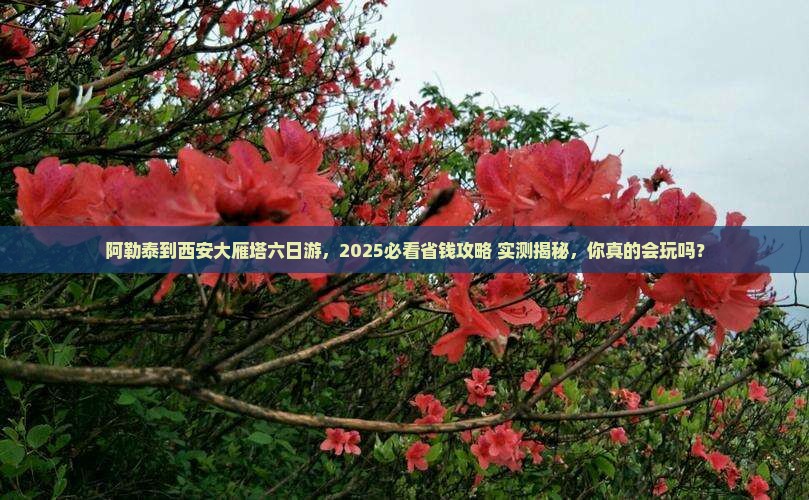 阿勒泰到西安大雁塔六日游