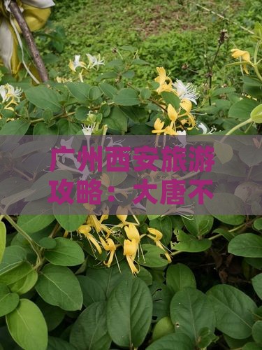 广州到西安大唐不夜城五日游