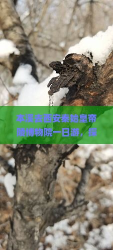 本溪去西安秦始皇帝陵博物院一日游