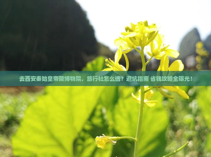 中秋节到西安秦始皇帝陵博物院旅行社