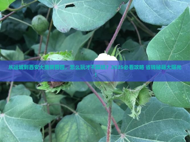 运城到西安大唐芙蓉园哪里玩