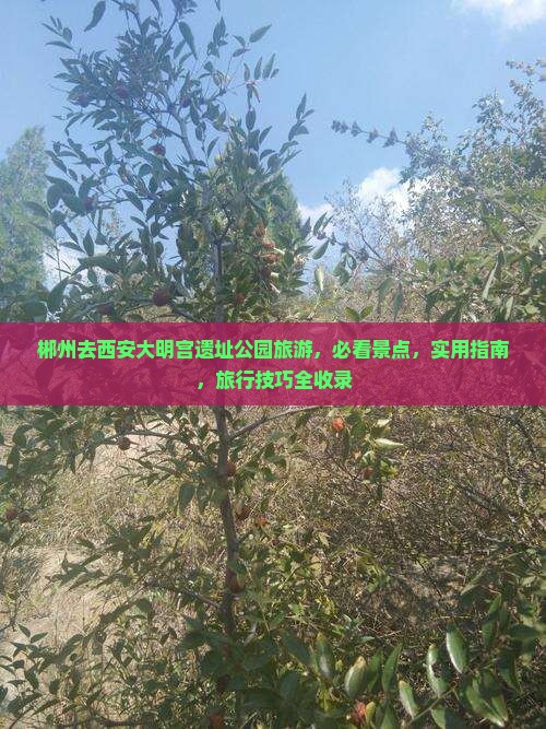 郴州去西安大明宫国家遗址公园旅游