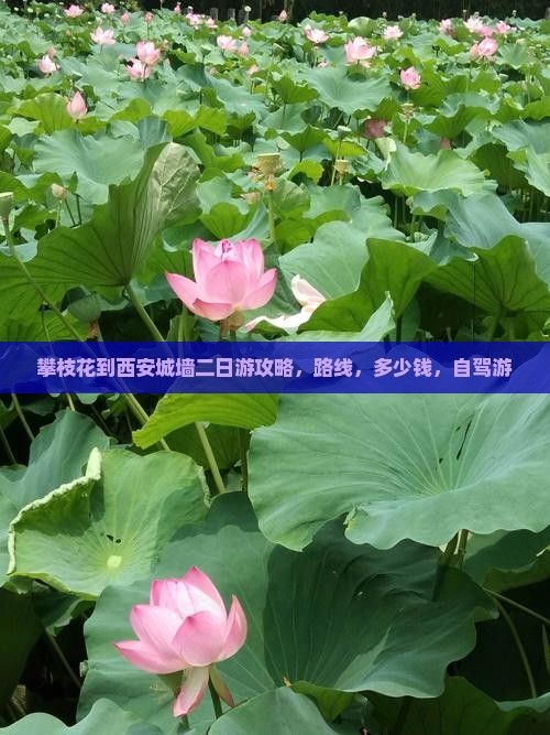 攀枝花到西安城墙二日游