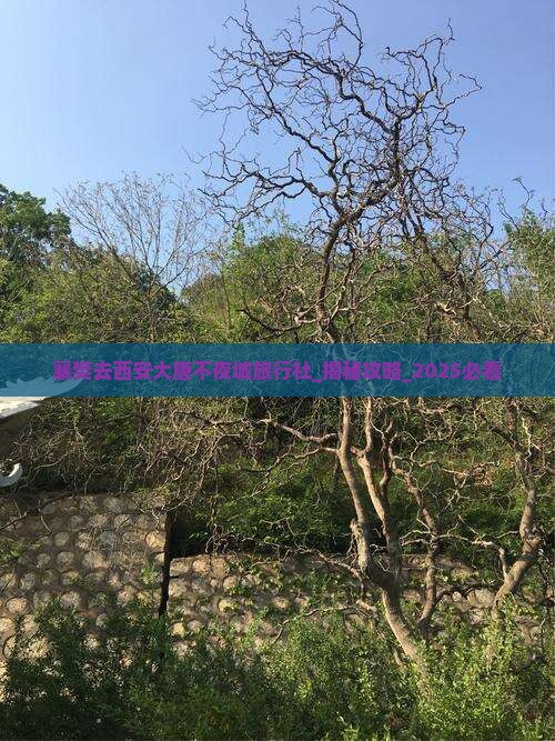 襄樊去西安大唐不夜城旅行社