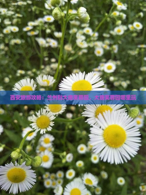 兰州到西安大唐芙蓉园哪里玩