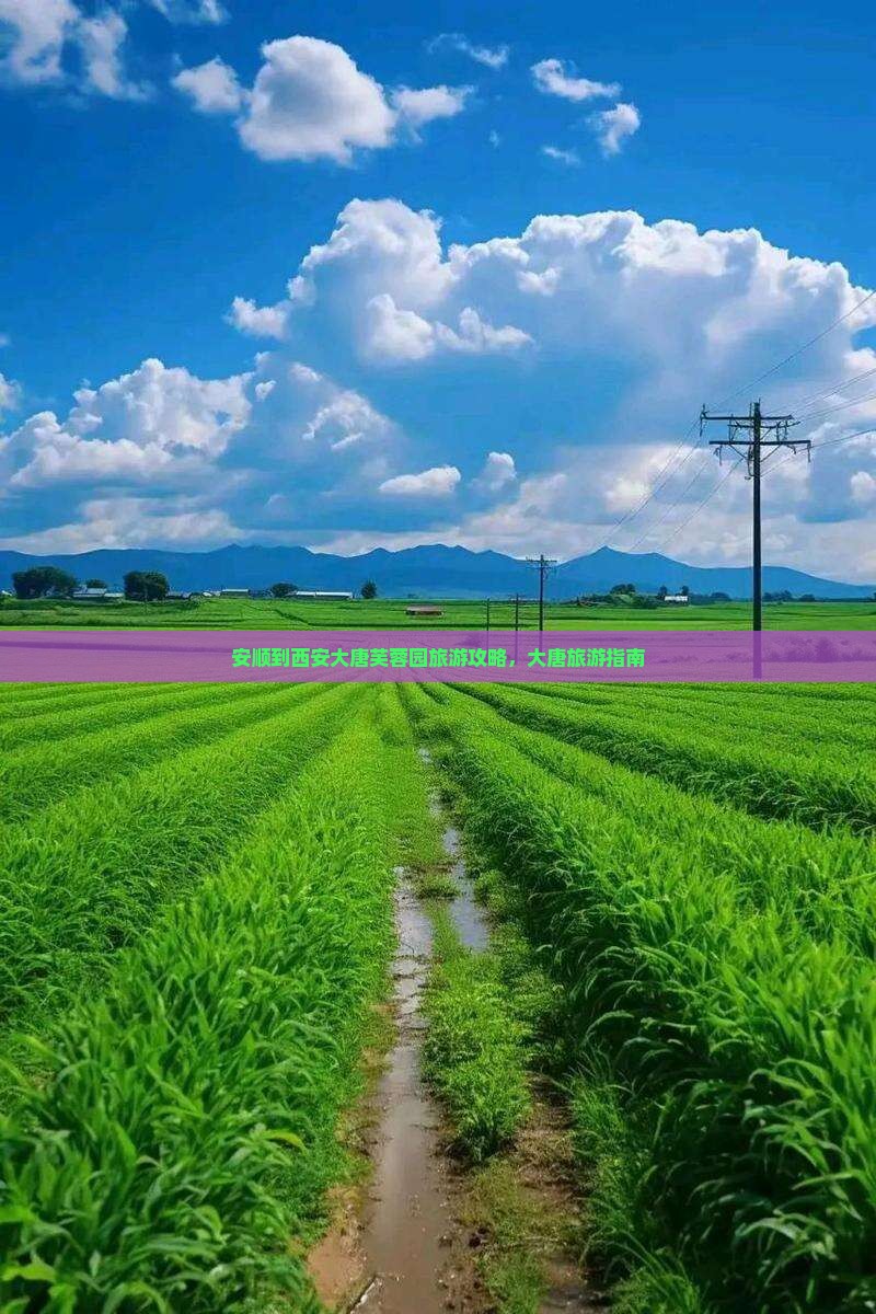 安顺到西安大唐芙蓉园旅行社