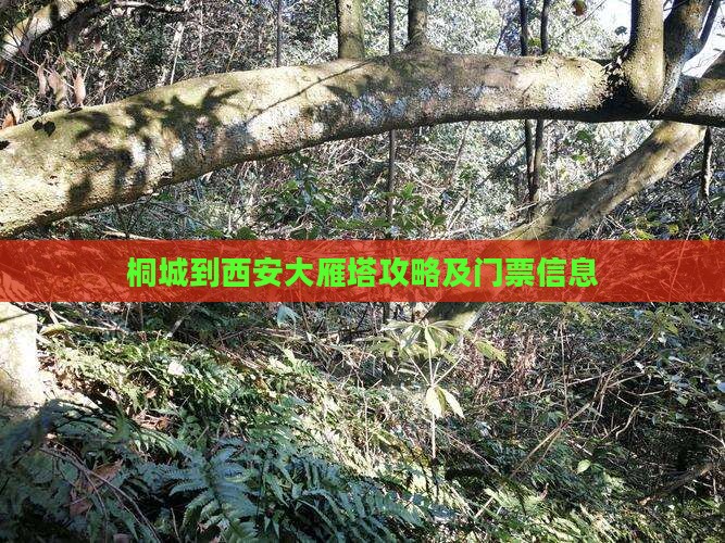桐城到西安大雁塔门票