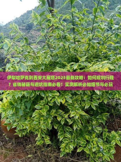 伊犁哈萨克到西安大雁塔攻略