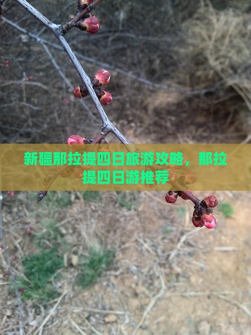 劳动节去新疆那拉提四日游