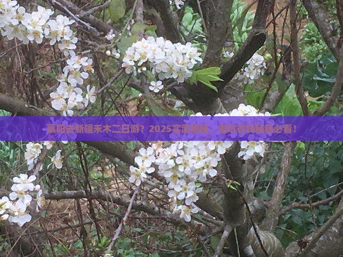 襄阳去新疆禾木二日游