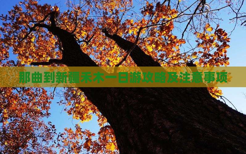 那曲到新疆禾木一日