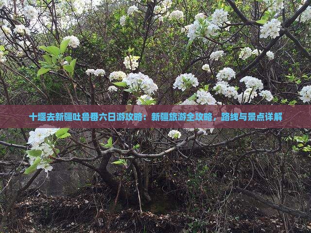 十堰去新疆吐鲁番六日游