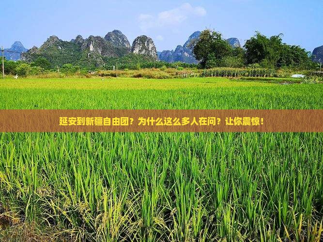 延安到新疆自由团