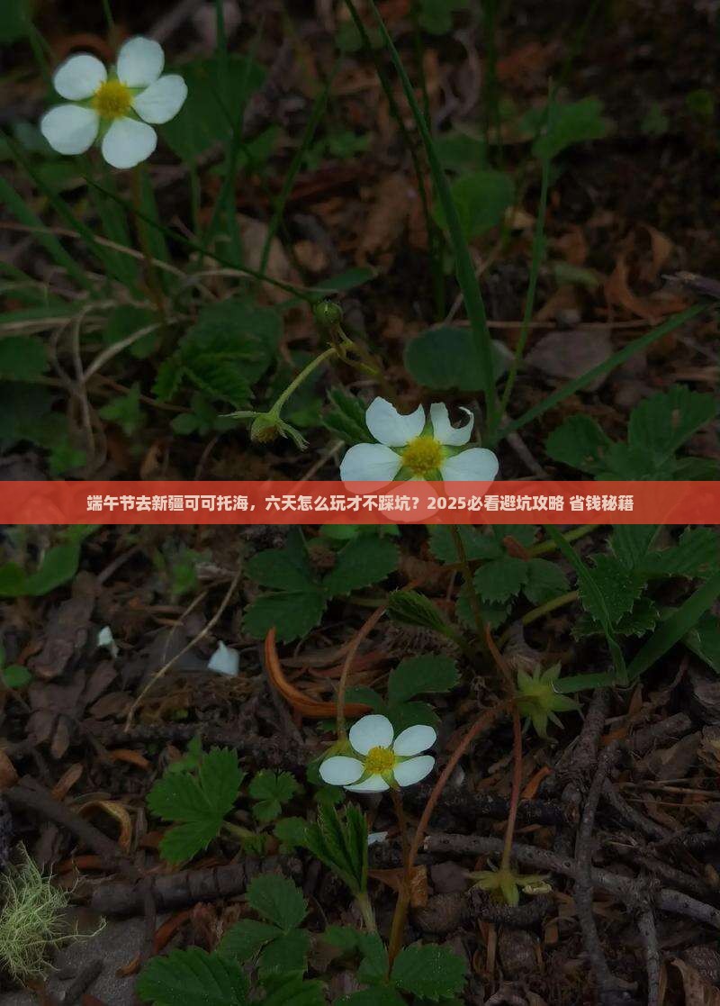 端午节到新疆可可托海六日游