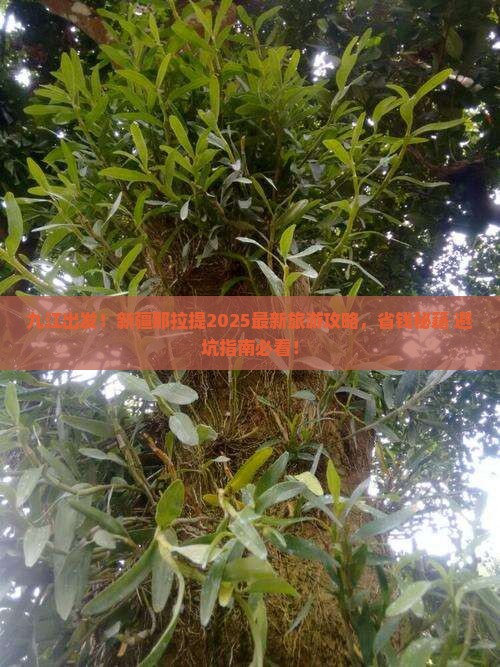 九江到新疆那拉提旅游
