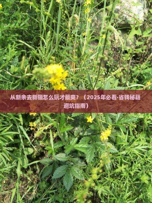 新余到新疆旅行社