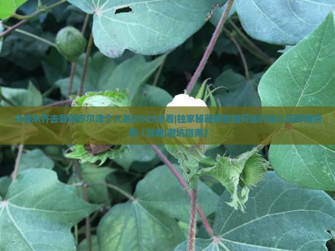 乌鲁木齐去新疆布尔津个人游