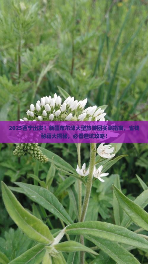西宁到新疆布尔津大型旅游团