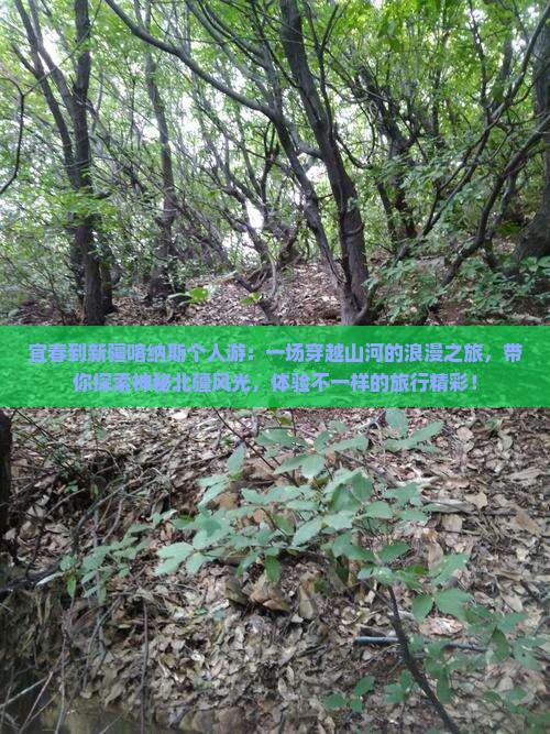 宜春到新疆喀纳斯个人游