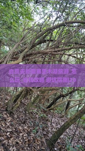 自贡去新疆赛里木湖旅游 自贡去新疆赛里木湖旅游