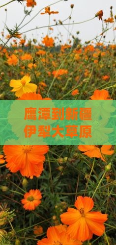 鹰潭到新疆伊犁大草原三日游