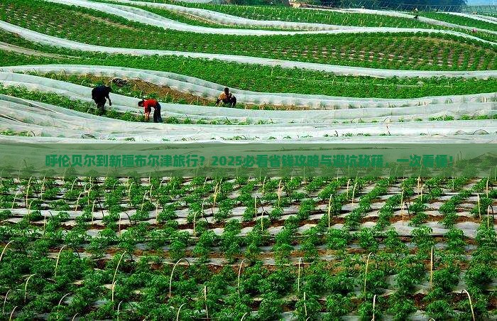 呼伦贝尔去新疆布尔津旅行社