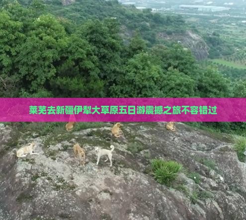 莱芜去新疆伊犁大草原五日游