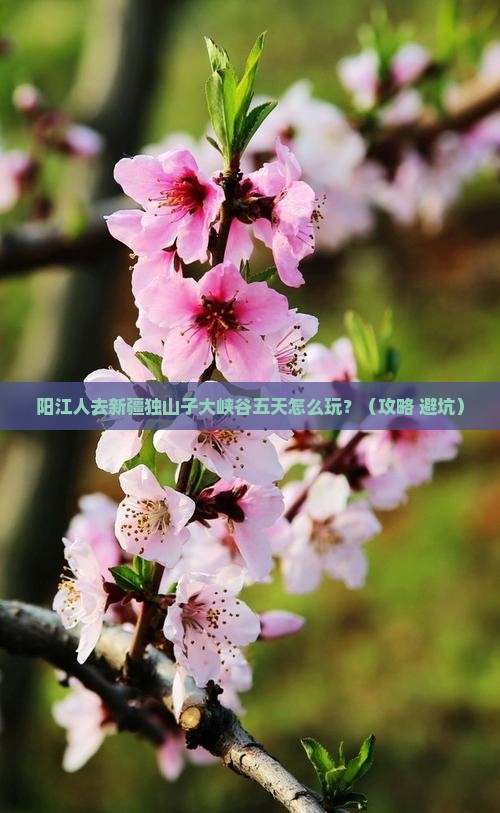 阳江去新疆独山子大峡谷五日游
