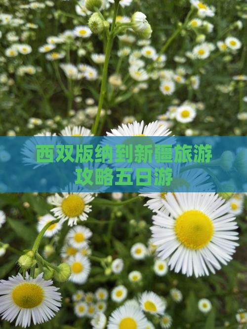 西双版纳到新疆五日游