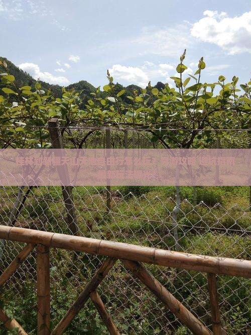 桂林到新疆天山天池自由行