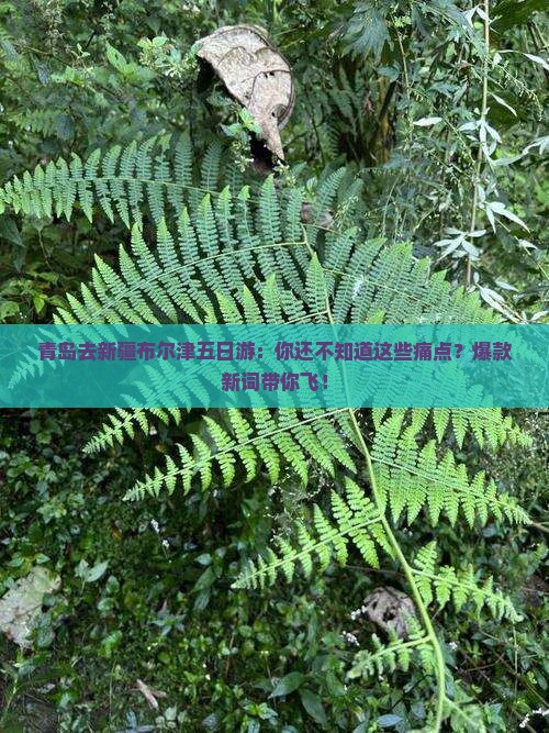 青岛去新疆布尔津五日游