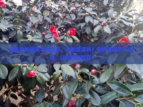 塔城去新疆禾木自由行