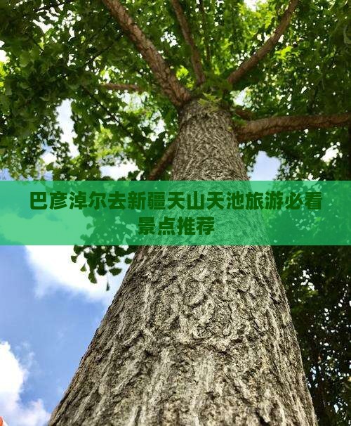 巴彦倬尔去新疆天山天池旅游