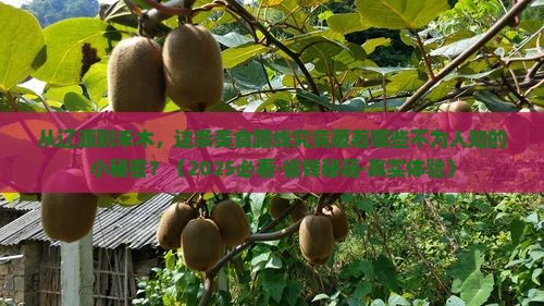 辽源到新疆禾木旅游小吃