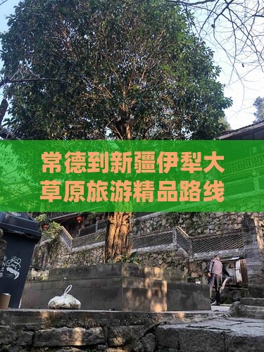 常德去新疆伊犁大草原大型旅游团