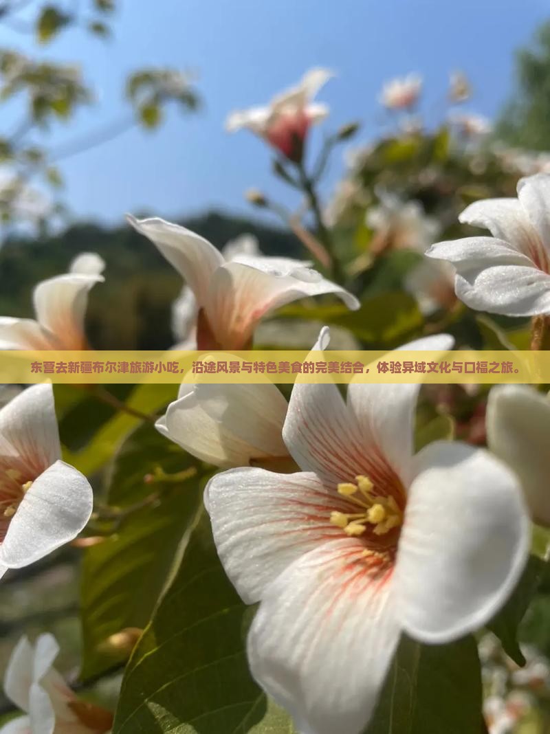 东营去新疆布尔津旅游小吃