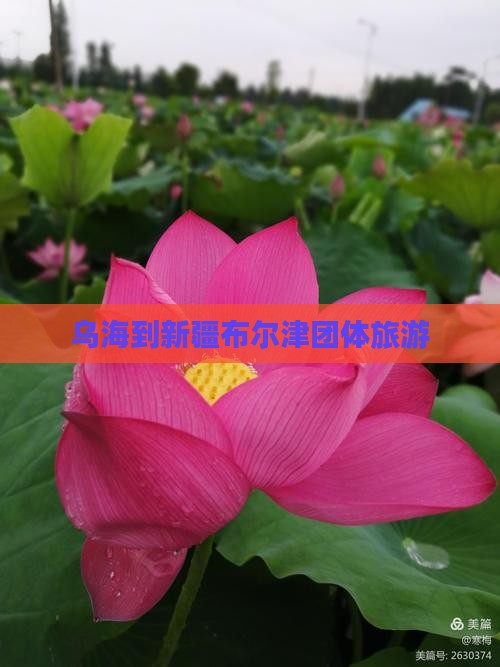 乌海到新疆布尔津团体旅游