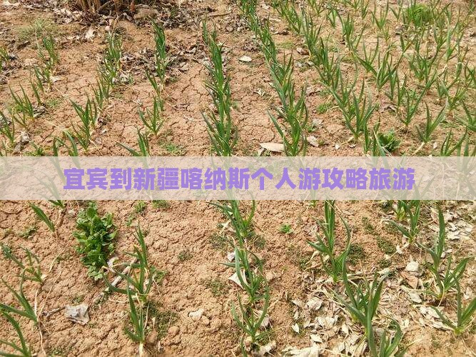 宜宾到新疆喀纳斯个人游