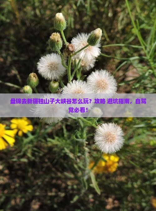 盘锦去新疆独山子大峡谷哪里玩