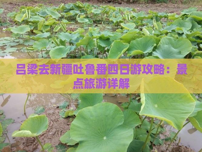 吕梁去新疆吐鲁番四日游